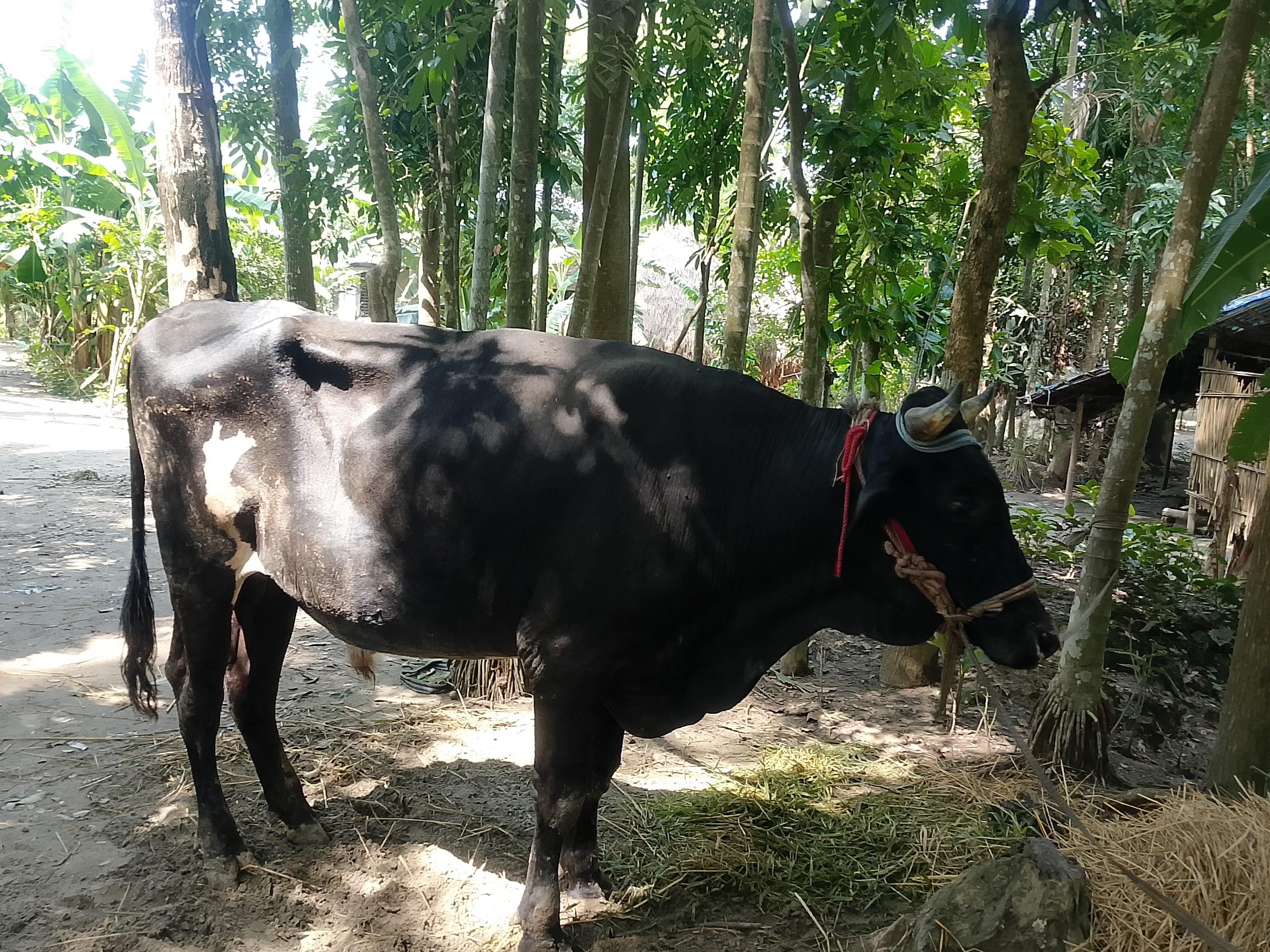 বরিশাল বাবুগঞ্জে বন্যা ও বিদ্যুৎ সংকটে কোরবানি স্থগিত অনেকের