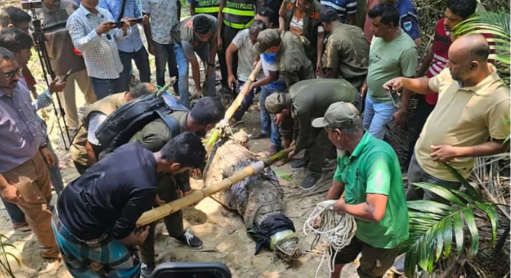 খানজাহান আলীর মাজারের দিঘি থেকে কুমির অপসারণে ক্ষোভ, ফেরানোর দাবি